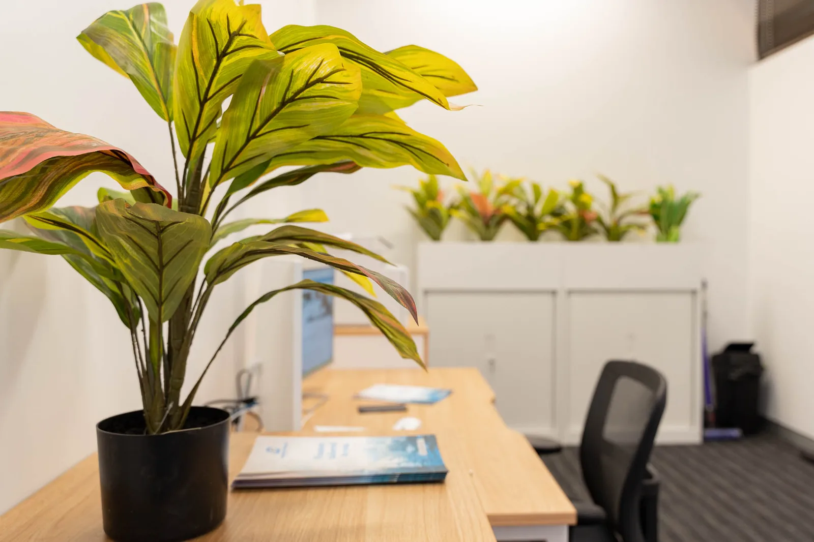 A planter on a desk in the Quantum Finance office in West Leederville